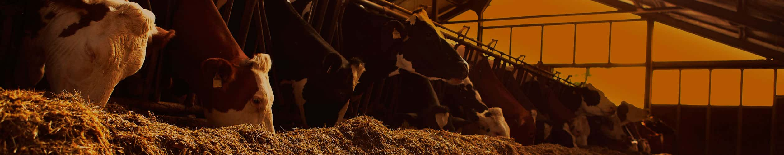 Ruminant Feed - Feed Milling Technology